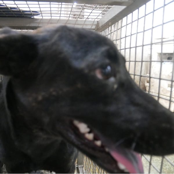 【待認養】混種犬 狗 (男生) - 臺南市動物之家善化站