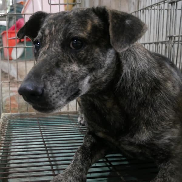 【待認養】混種犬 狗 (女生) - 臺南市動物之家善化站