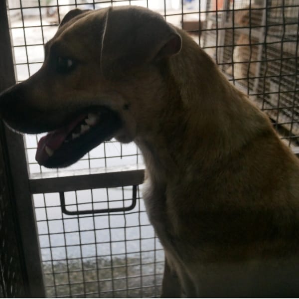 【待認養】混種犬 狗 (女生) - 臺南市動物之家善化站