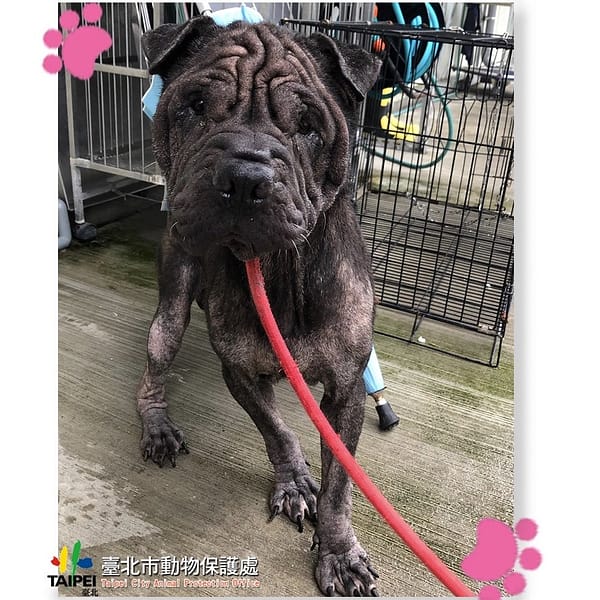 【待認養】混種犬 狗 (男生) - 臺北市動物之家