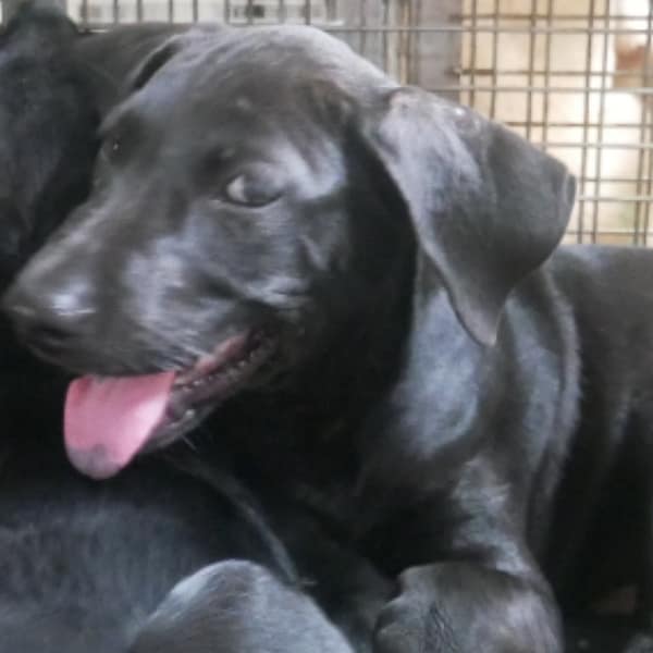 【待認養】混種犬 狗 (女生) - 臺南市動物之家善化站