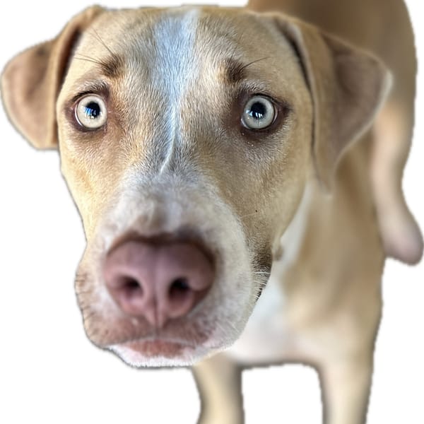 【待認養】比特犬之混種犬 狗 (女生) - 澎湖縣流浪動物收容中心