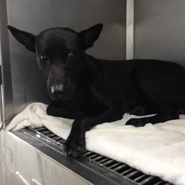 【待認養】混種犬 狗 (男生) - 臺北市動物之家