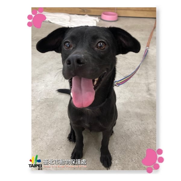 【待認養】混種犬 狗 (女生) - 臺北市動物之家