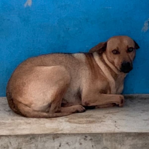 【待認養】混種犬 狗 (男生) - 苗栗縣動物保護教育園區
