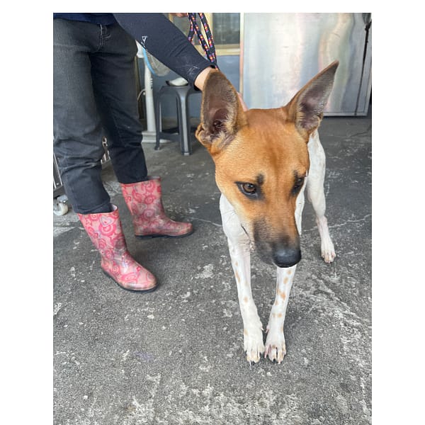 【待認養】混種犬 狗 (男生) - 新北市板橋區公立動物之家