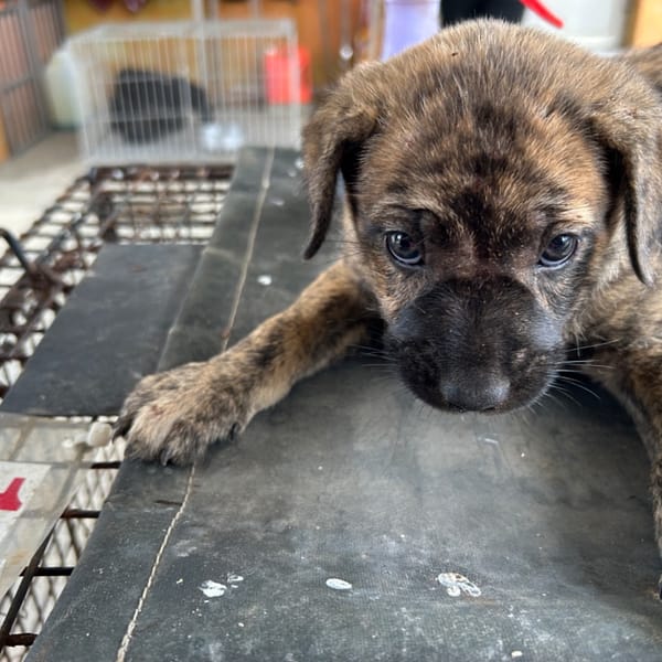 【待認養】混種犬 狗 (女生) - 澎湖縣流浪動物收容中心