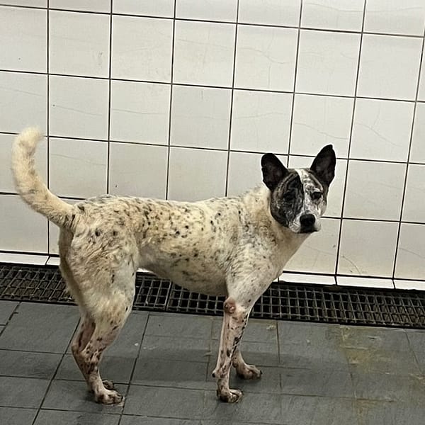 【待認養】混種犬 狗 (女生) - 新北市瑞芳區公立動物之家