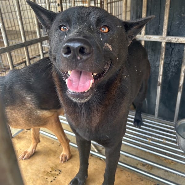 【待認養】混種犬 狗 (男生) - 澎湖縣流浪動物收容中心