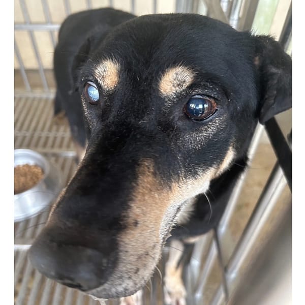 【待認養】混種犬 狗 (男生) - 澎湖縣流浪動物收容中心