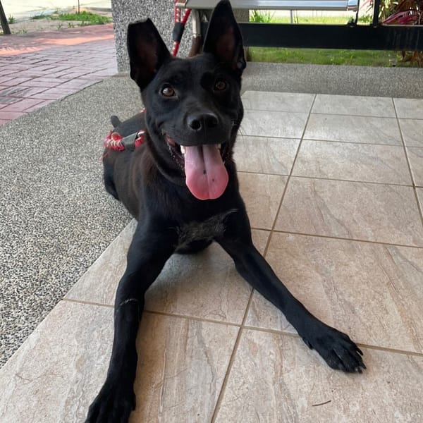 【待認養】混種犬 狗 (女生) - 苗栗縣動物保護教育園區