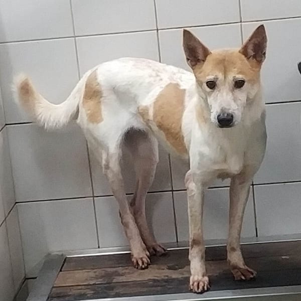 【待認養】混種犬 狗 (女生) - 新北市中和區公立動物之家