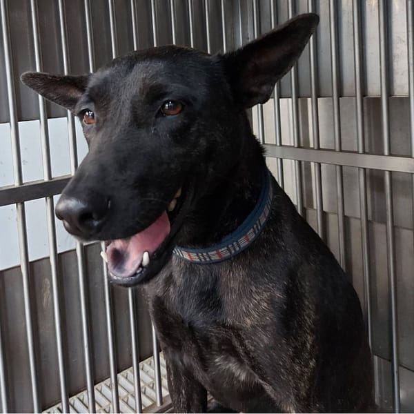 【待認養】混種犬 狗 (女生) - 新北市板橋區公立動物之家