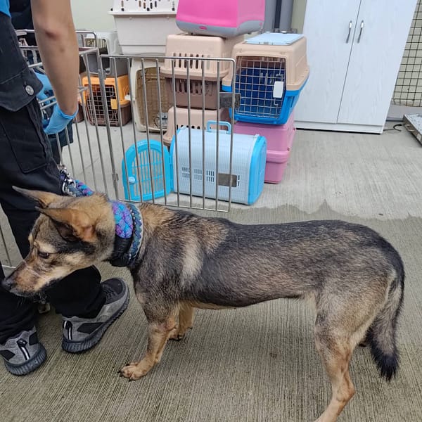 【待認養】混種犬 狗 (女生) - 臺北市動物之家