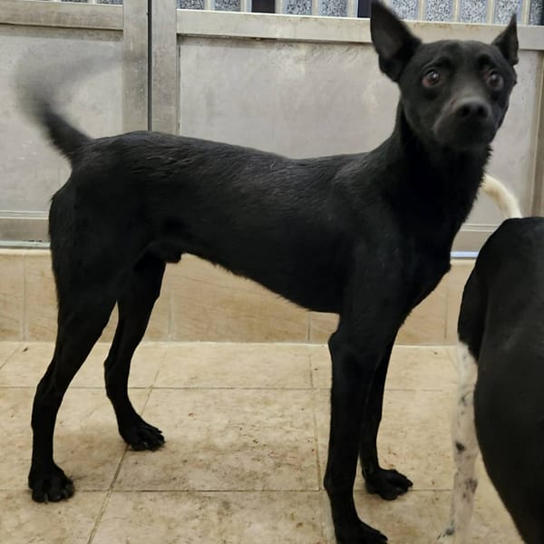 【待認養】混種犬 狗 (男生) - 新竹縣動物保護教育園區