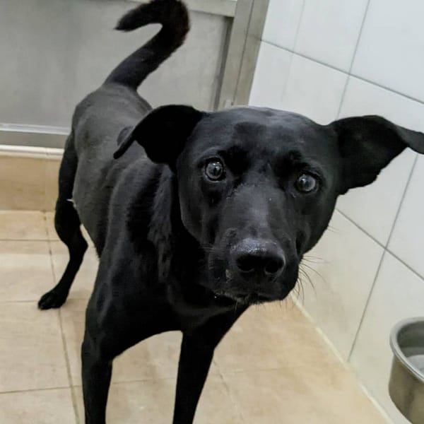 【待認養】混種犬 狗 (男生) - 新竹縣動物保護教育園區