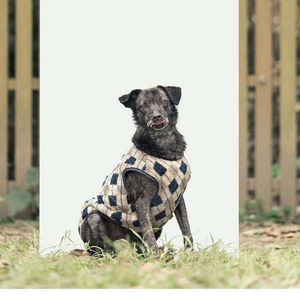 【待認養】混種犬 狗 (女生) - 新北市中和區公立動物之家