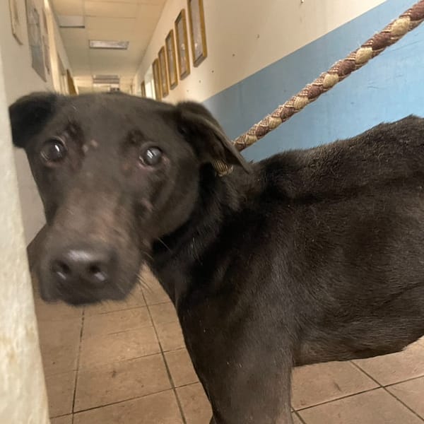 【待認養】混種犬 狗 (男生) - 臺北市動物之家