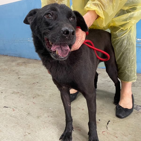 【待認養】混種犬 狗 (男生) - 臺北市動物之家