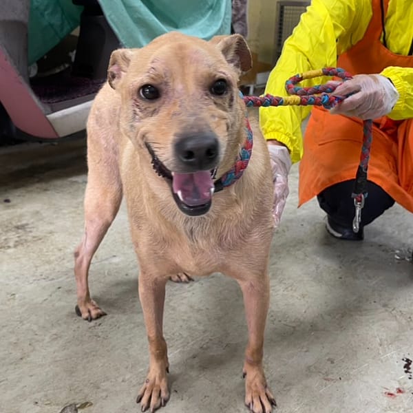 【待認養】混種犬 狗 (男生) - 臺北市動物之家