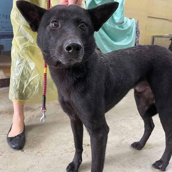 【待認養】混種犬 狗 (男生) - 臺北市動物之家