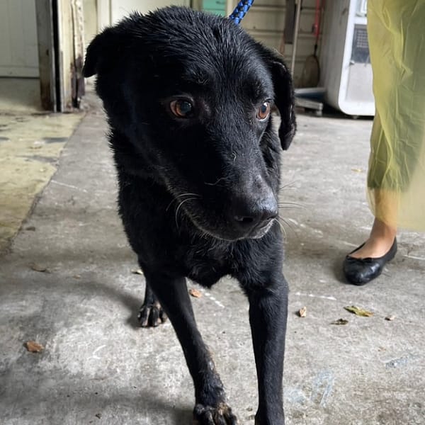 【待認養】混種犬 狗 (男生) - 臺北市動物之家