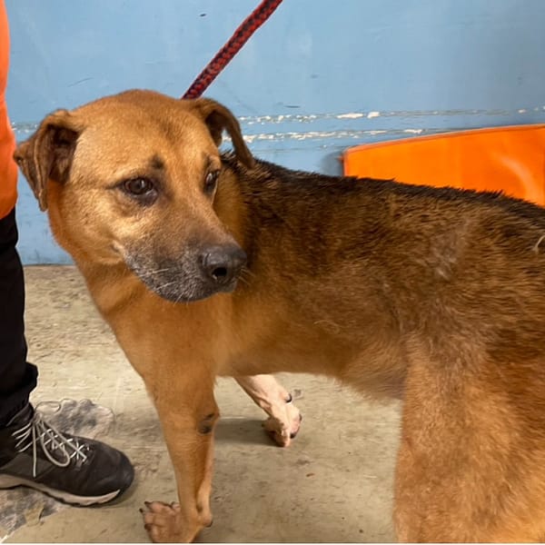 【待認養】混種犬 狗 (男生) - 臺北市動物之家