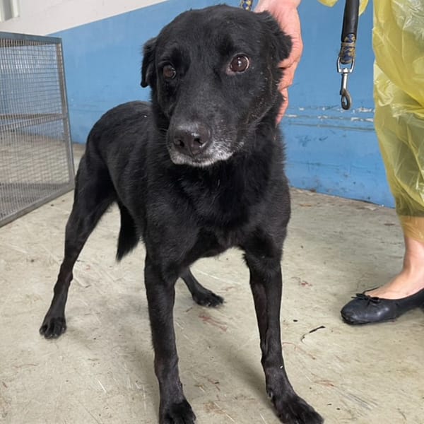 【待認養】混種犬 狗 (男生) - 臺北市動物之家