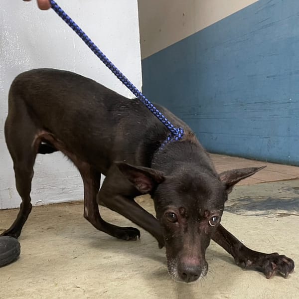 【待認養】混種犬 狗 (女生) - 臺北市動物之家