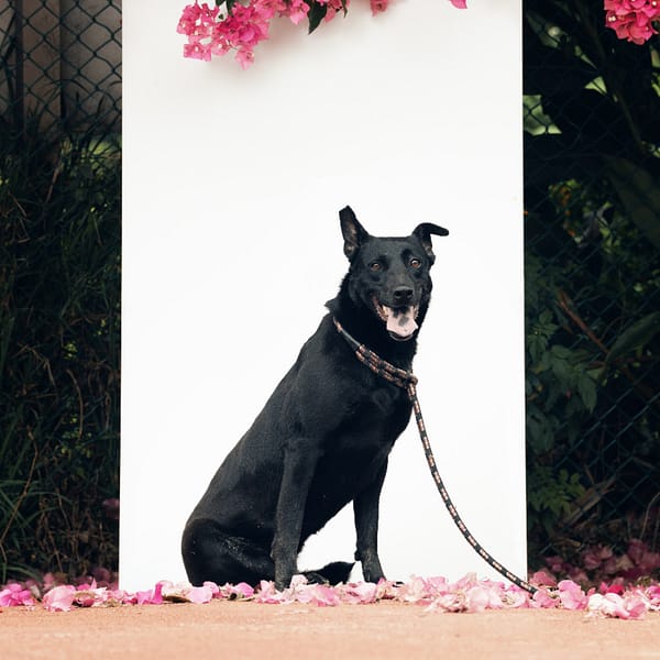 【待認養】混種犬 狗 (女生) - 新北市板橋區公立動物之家