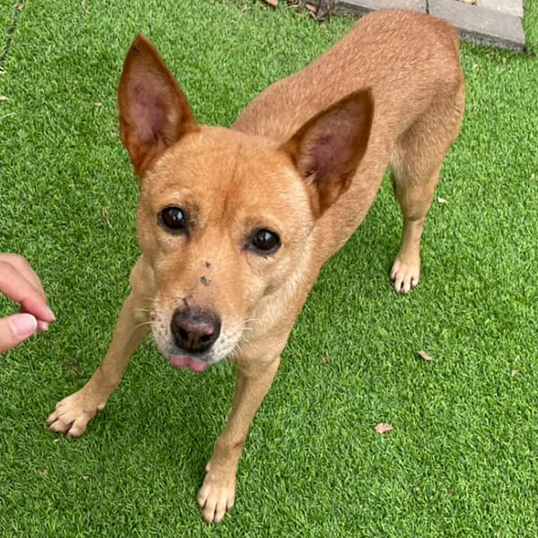 【待認養】混種犬 狗 (女生) - 新竹縣動物保護教育園區