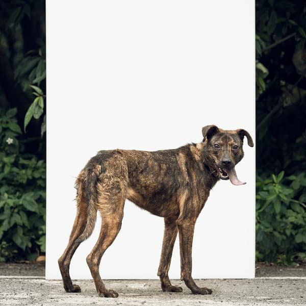 【待認養】混種犬 狗 (女生) - 新北市新店區公立動物之家