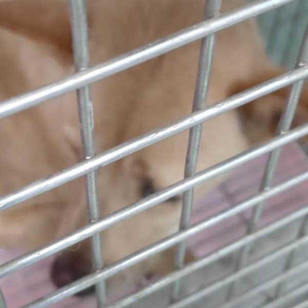 【待認養】混種犬 狗 (女生) - 臺南市動物之家善化站