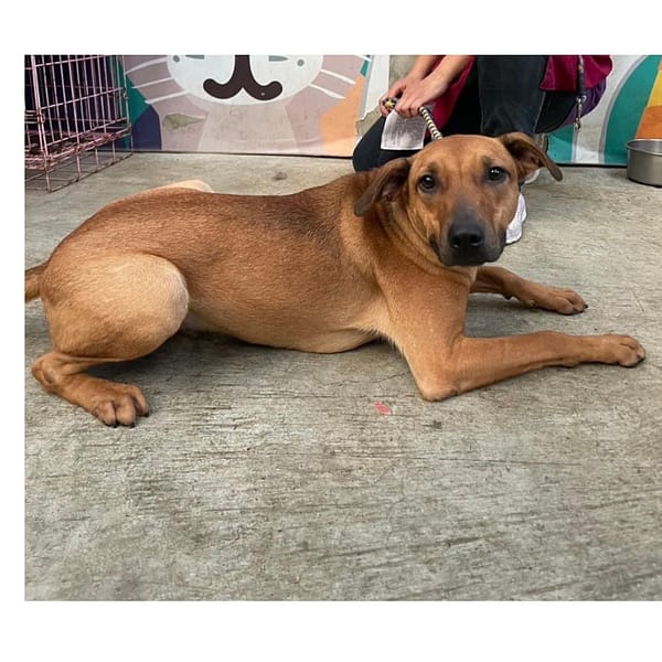 【待認養】混種犬 狗 (男生) - 新北市新店區公立動物之家