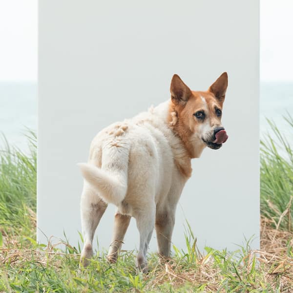 【待認養】混種犬 狗 (男生) - 新北市淡水區公立動物之家