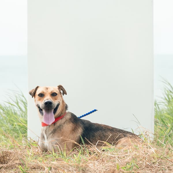 【待認養】混種犬 狗 (男生) - 新北市淡水區公立動物之家