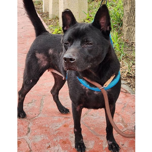 【待認養】混種犬 狗 (女生) - 新竹縣動物保護教育園區