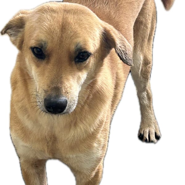 【待認養】混種犬 狗 (女生) - 澎湖縣流浪動物收容中心