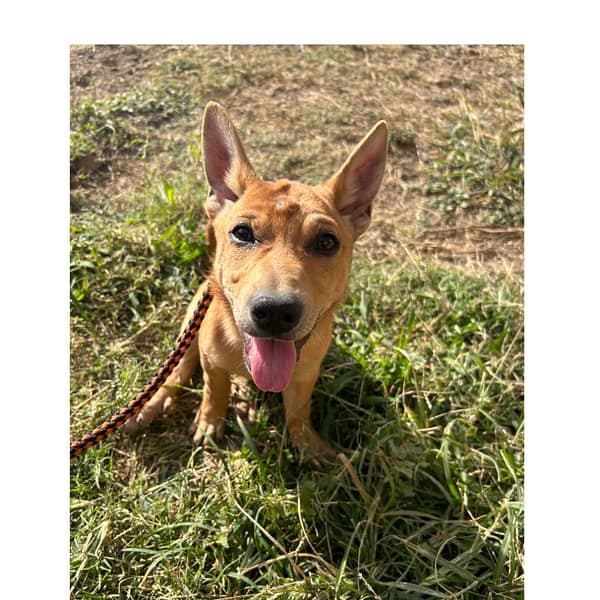 【待認養】混種犬 狗 (女生) - 澎湖縣流浪動物收容中心