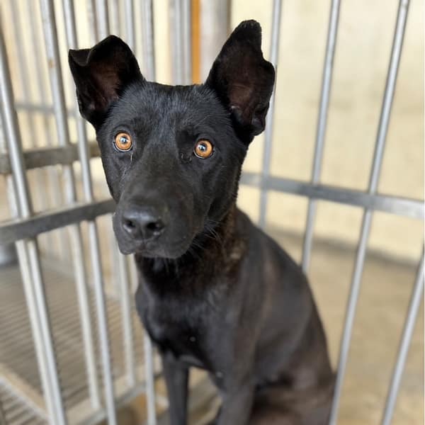 【待認養】混種犬 狗 (男生) - 澎湖縣流浪動物收容中心