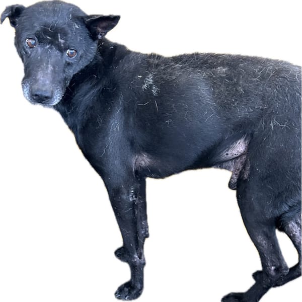 【待認養】混種犬 狗 (男生) - 澎湖縣流浪動物收容中心