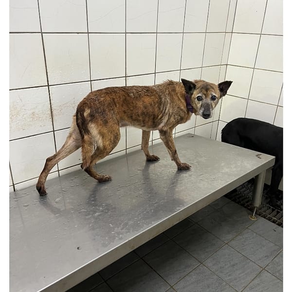 【待認養】混種犬 狗 (男生) - 新北市瑞芳區公立動物之家