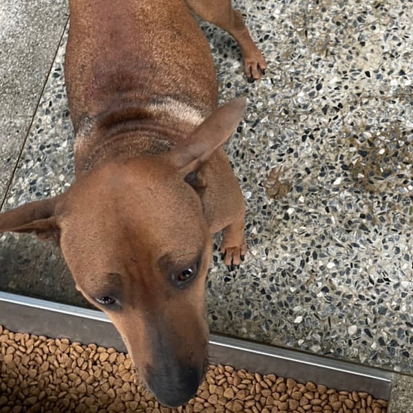 【待認養】混種犬 狗 (女生) - 苗栗縣動物保護教育園區