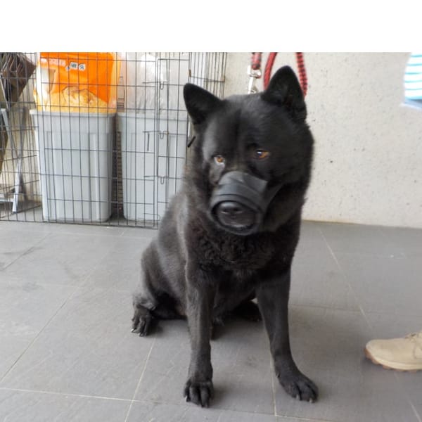 【待認養】混種犬 狗 (男生) - 南投縣公立動物收容所