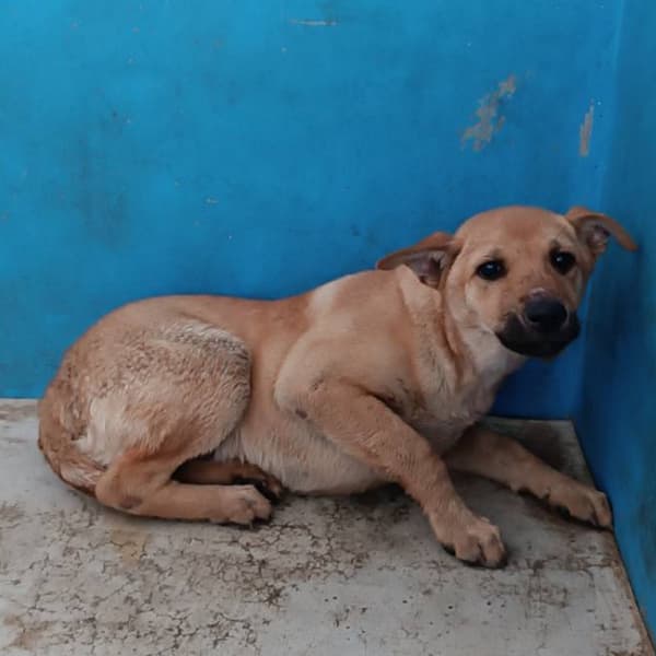 【待認養】混種犬 狗 (女生) - 苗栗縣動物保護教育園區