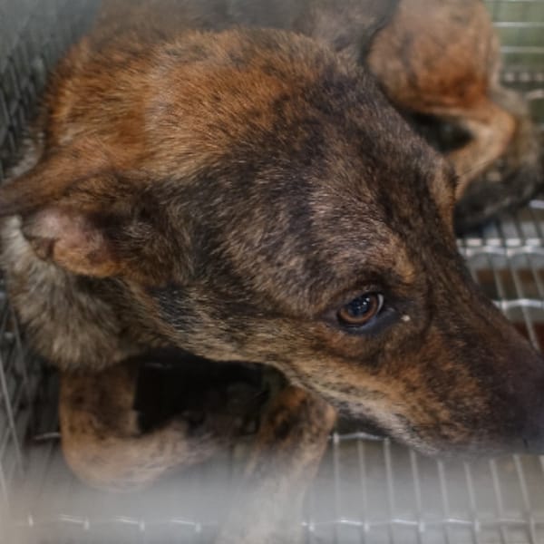 【待認養】混種犬 狗 (男生) - 臺南市動物之家善化站