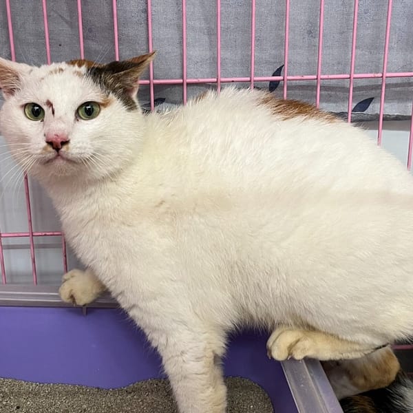 【待認養】混種貓 貓 (女生) - 臺北市動物之家