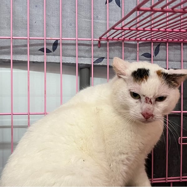 【待認養】混種貓 貓 (女生) - 臺北市動物之家