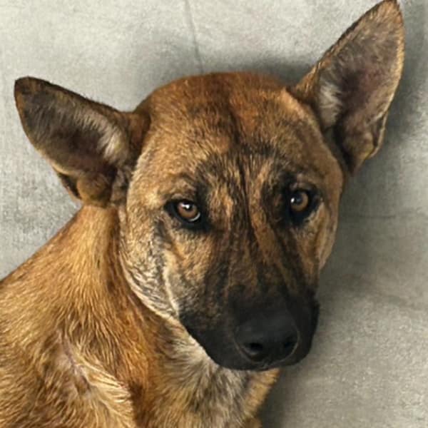 【待認養】混種犬 狗 (男生) - 澎湖縣流浪動物收容中心