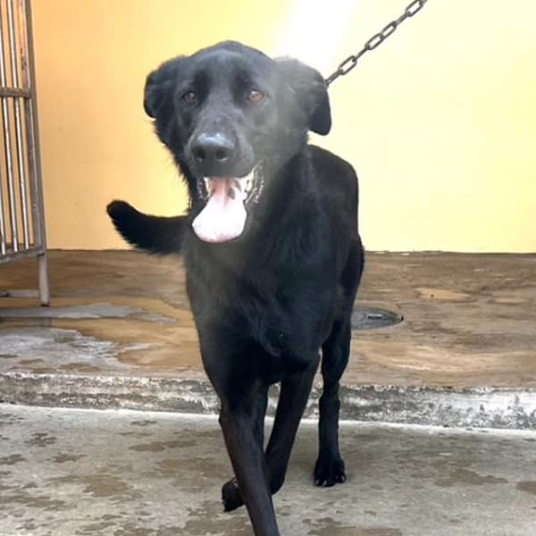 【待認養】混種犬 狗 (女生) - 澎湖縣流浪動物收容中心